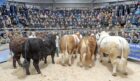 A packed ringside of spectators and buyers gather for the presentation of the champion bulls.