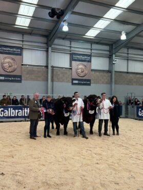 The overall and reserve winners from Gill and Malcolm Pye's Rednock herd.