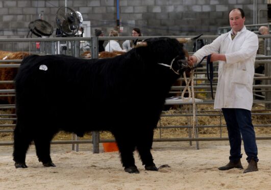 Glen of Applecross from Oli Harrison of the The Applecross Trust led the way at 12,000gns.