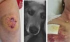 Two of the injuries the Elgin postie sustained from the dog attack