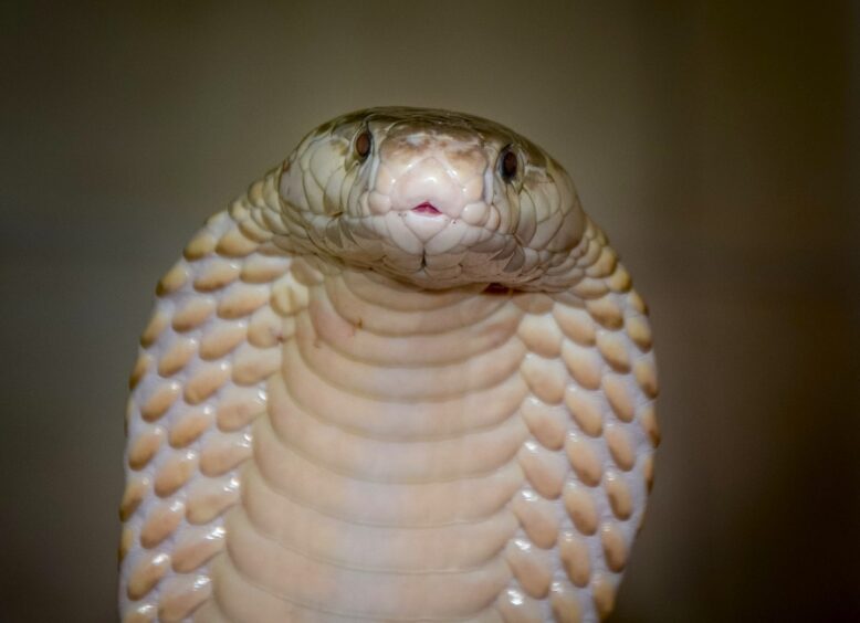 Venomous cobra 
