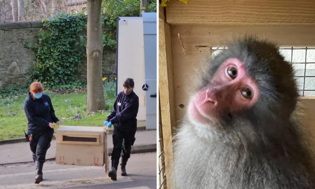 Keepers at Edinburgh Zoo carried the monkeys in crates to their new home.