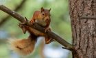 Find red squirrels at Muir of Dinnet! Image: Shutterstock