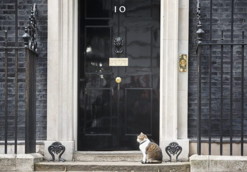 Chief mouser Larry at No10.