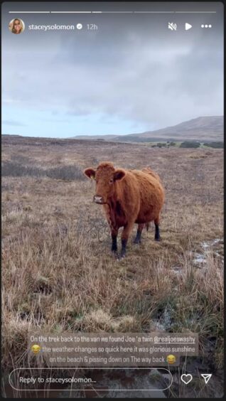 Highland cow in Isle of Skye.
