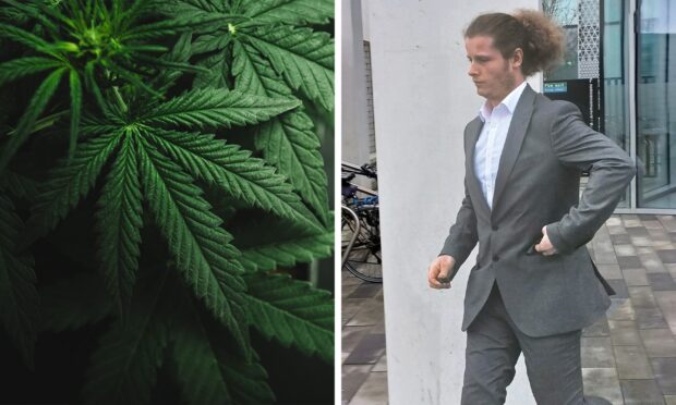 ‘Obsessed’ cannabis grower was trying to grow ‘the perfect plant’