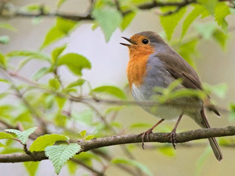 Robin redbreast sitting on a tree branch surrounded by leaves.