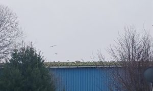 Gulls on Bridge of Don Industrial Estate building.