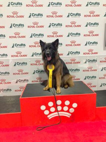Jerry Lee the German Shepherd sitting on a red podium