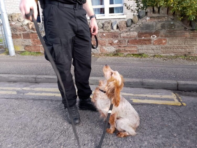 A police dog and its handler are working at a house in Merkinch.