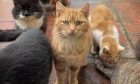 Western Isles Support for Cats and Kittens are appealing for support after a large volume of cats have colonised a home in Barra.