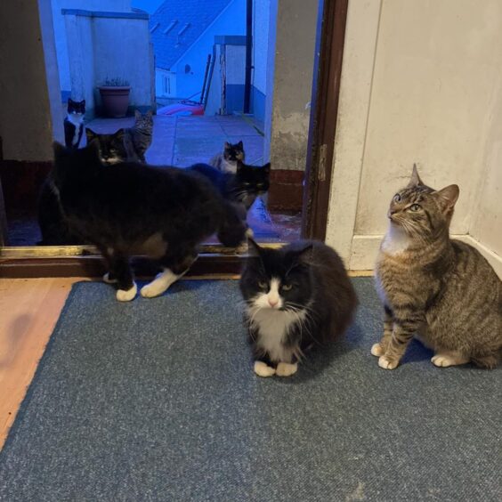 Western Isles Support for Cats and Kittens are appealing for support after a large volume of cats have colonised a home in Barra. 