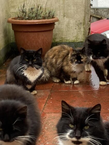 The cats in Barra are living outside the building in Barra. 