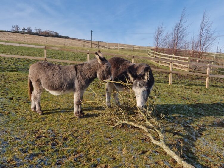 Raffles and Bob the donkeys grazing in a field 