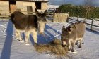 Raffles and Bob the donkeys in the snow