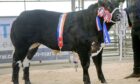 Jamie Pirie's 12-month-old Limousin bullock stood champion and sold for the top price.