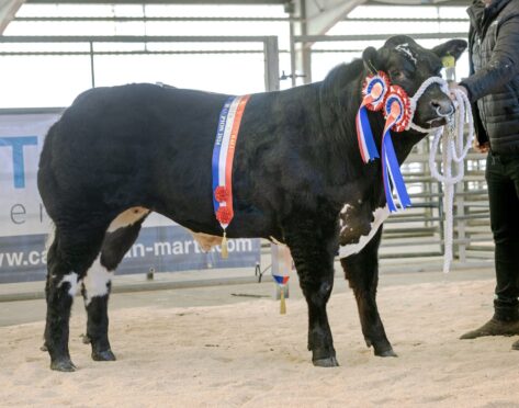 Jamie Pirie's 12-month-old Limousin bullock stood champion and sold for the top price.