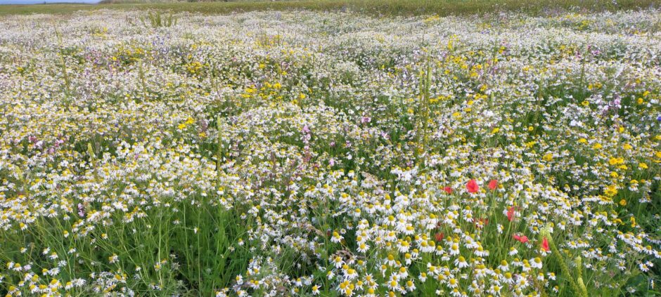 A wild flower habitat that is the perfect environment for pollinators in Scotland.