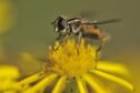 A hoverfly on a flower.