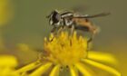 A hoverfly on a flower.