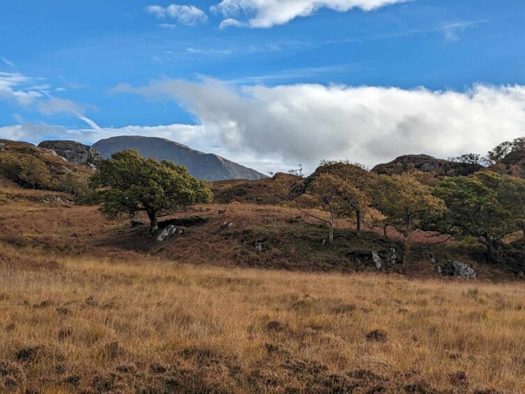 The grassy expanse by Peanmeanach bay - spot the deer! Image: Gayle Ritchie.