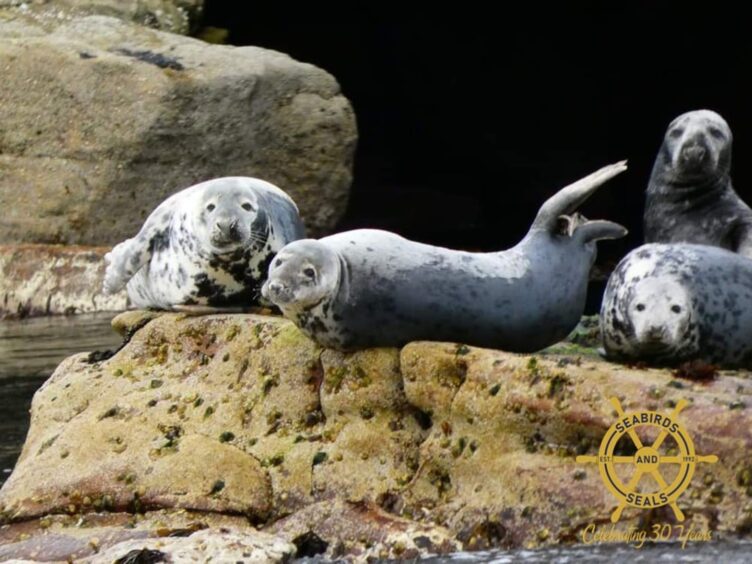 Shetland seals.