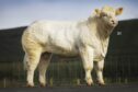 Harestone TY has sold privately to a herd in Ayrshire.