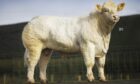 Harestone TY has sold privately to a herd in Ayrshire.