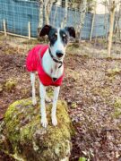 Adopt A Dog From Munlochy Animal Aid