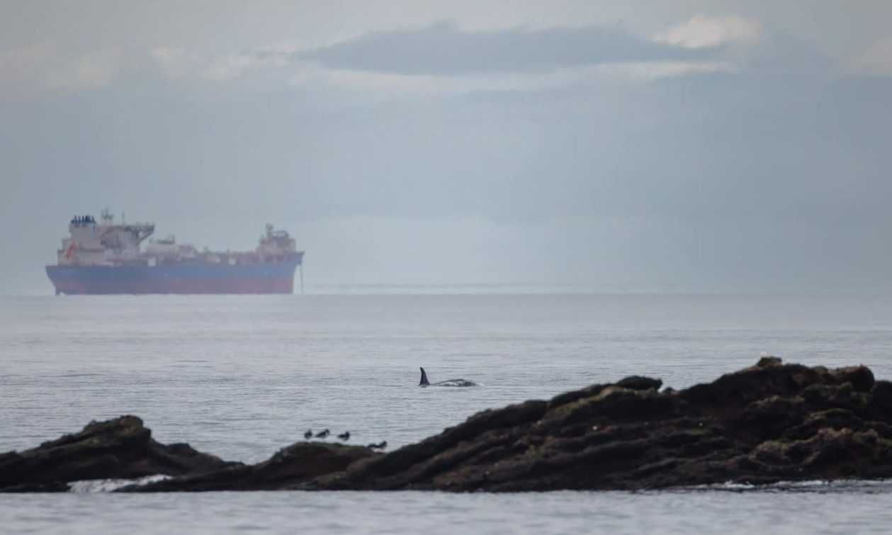 Orca close to rocks with large ship in background. 