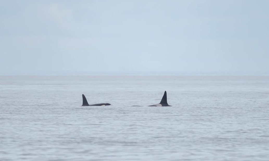 Two Orca fins in sea.