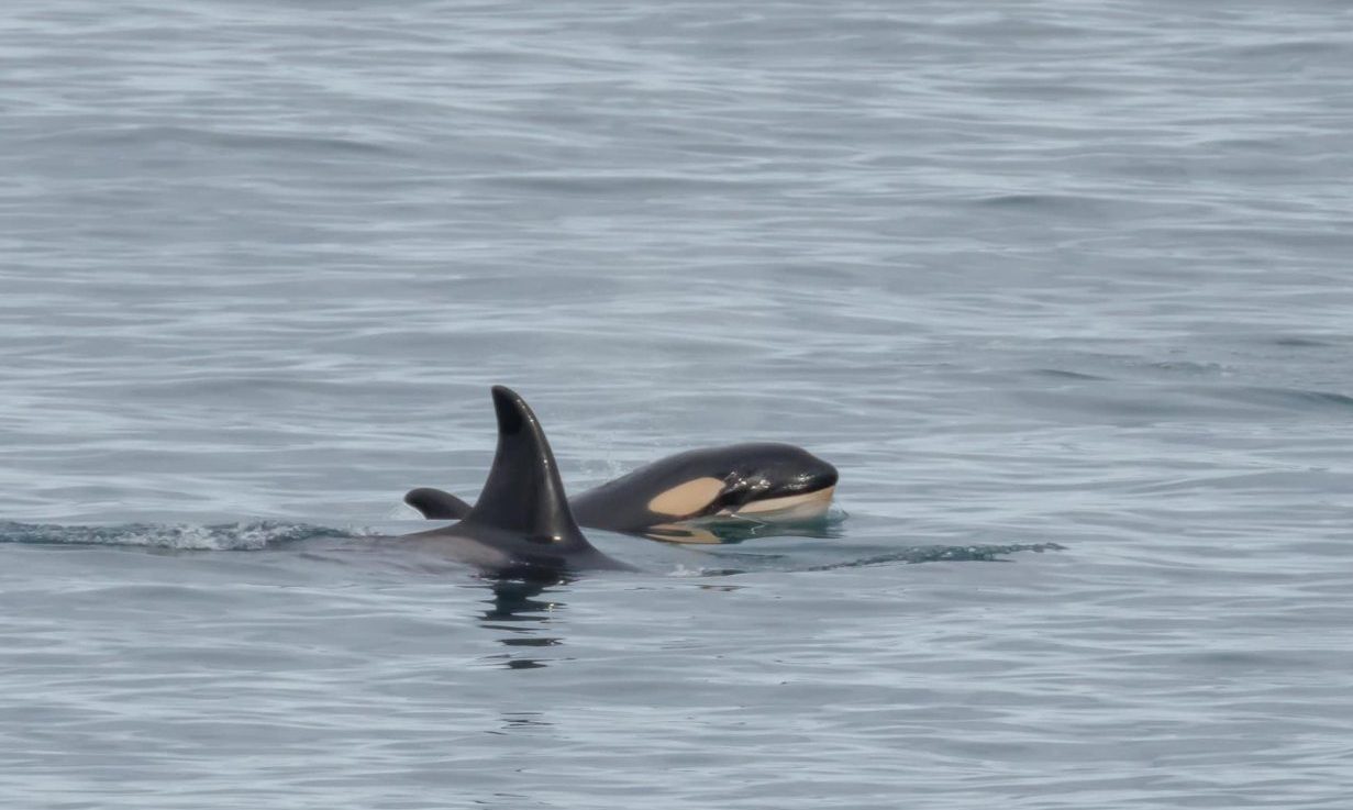 Orca calf close to its mother. 
