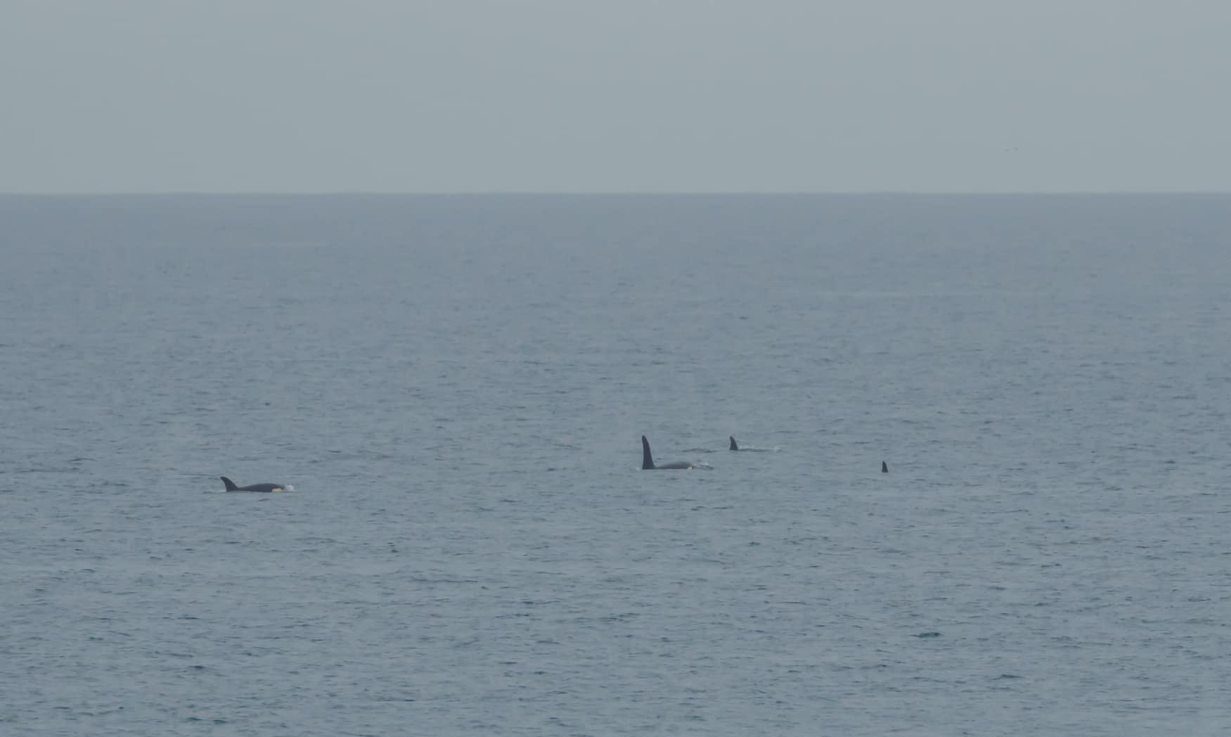 Several Orca at sea. 