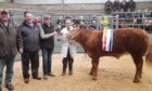 Lyndsey Dunnet's 2023 overall champion at the Caithness Young Farmers' overwintering.