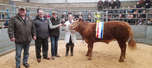 Lyndsey Dunnet's 2023 overall champion at the Caithness Young Farmers' overwintering.