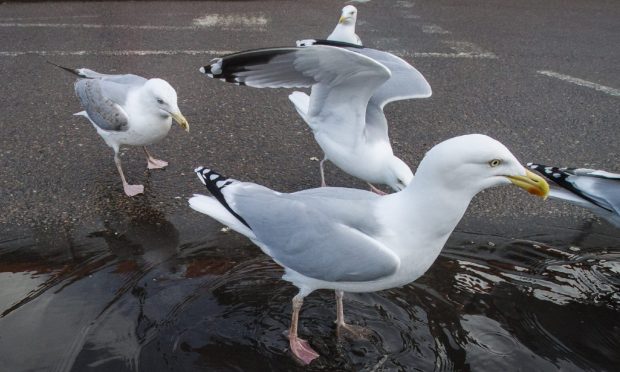 Three gulls on pavement.