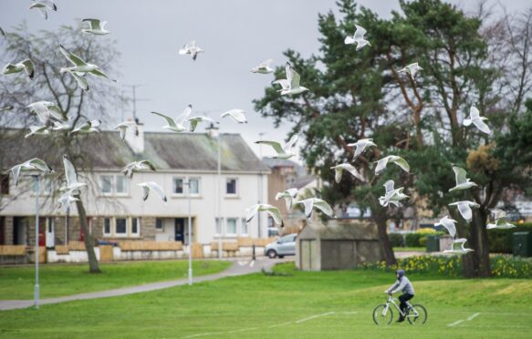 Gulls in the air above cyclist in Doocot Park in Elgin.