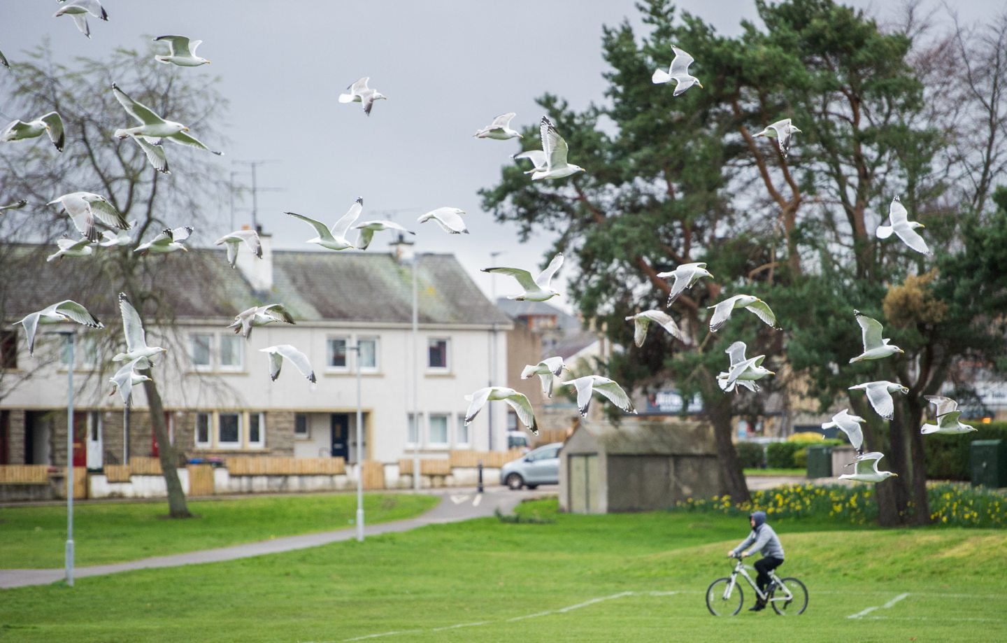 Gulls in the air above cyclist in Doocot Park in Elgin. 