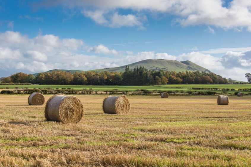 Hay bales in field