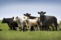 The beef cattle sector is in limbo over the reform of the Scottish Suckler Beef Support Scheme.