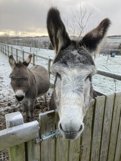 Raffles and Bob the donkeys looking over a fence