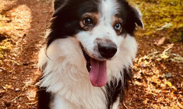 A border collie in woods smiling