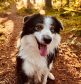 A border collie in woods smiling