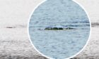 'The most compelling evidence yet' of Nessie?  Image: The Cryptid Factor Podcast