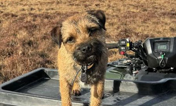 Ben the Border Terrier was reunited with his owner after going missing on an evening walk in Dalwhinnie. Image: Missing Pets, Perth and Kinross Scotland/Facebook