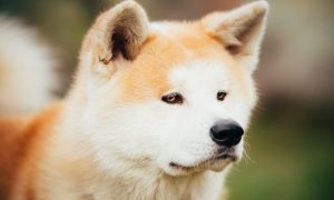 Japanese Akita