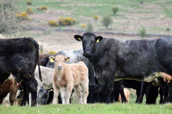 Beef calf claims for the year have dropped from 379,740 in 2022 to 366,371 in 2023.