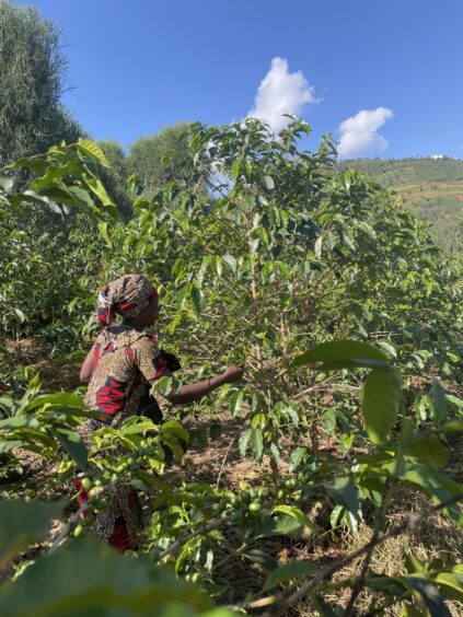 KCRS Rwandan coffee fields.