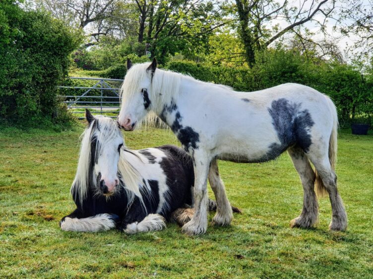 Lesley Down's rescue ponies Lily and Verde. 