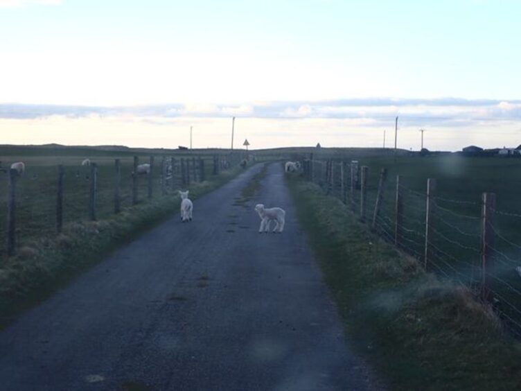 Lambs on the road in Tiree, ranger warns of poor visibility. 